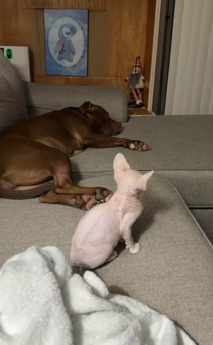 Chat sphynx très proche des gens