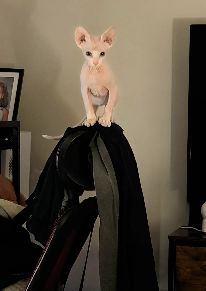 Chat sphynx très proche des gens