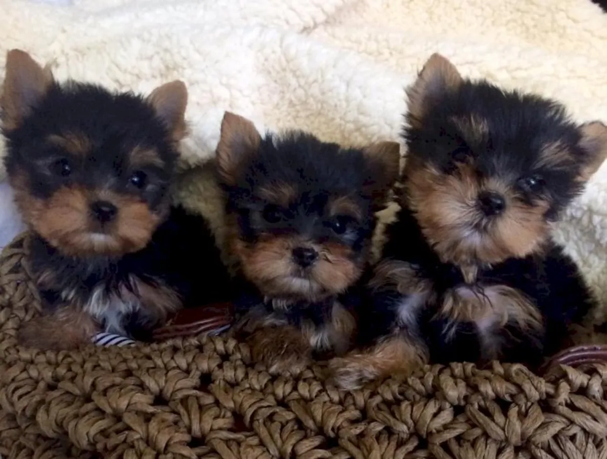 Adorables cachorros Yorkie: machos y hembras disponibles