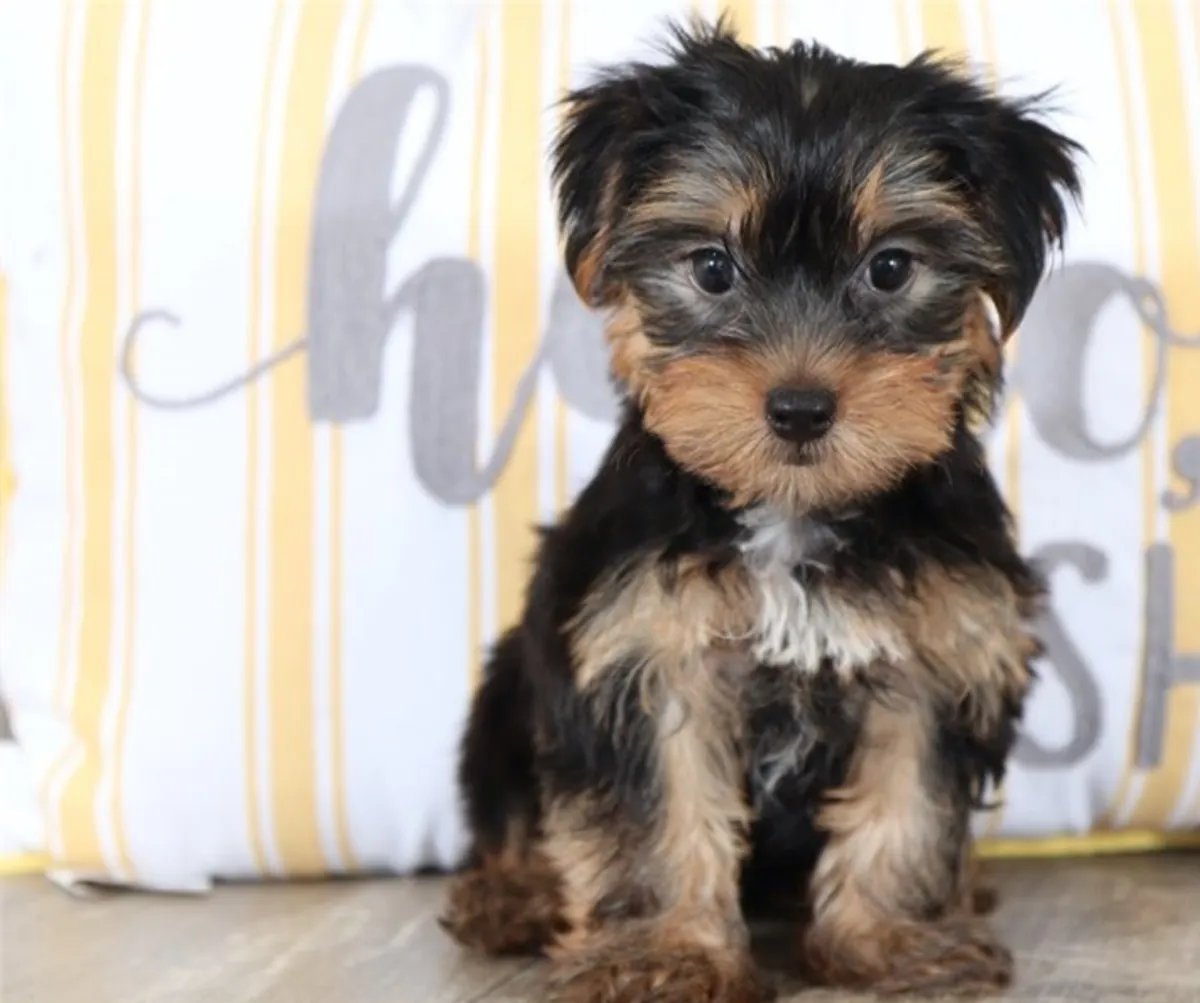 Preciosos cachorros Yorkie buscan hogares amorosos