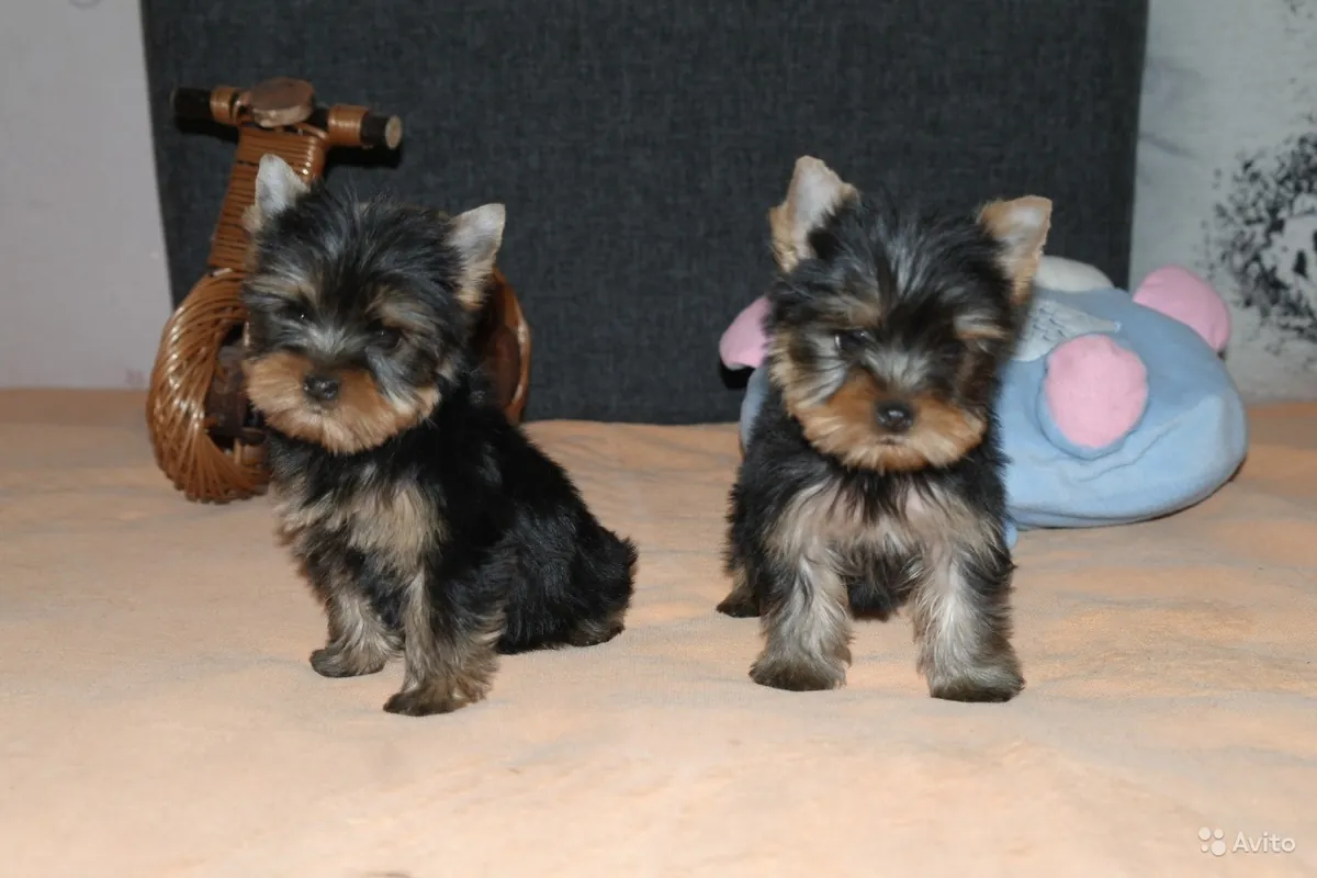 Beaux chiots Yorkie (mâles et femelles) disponibles