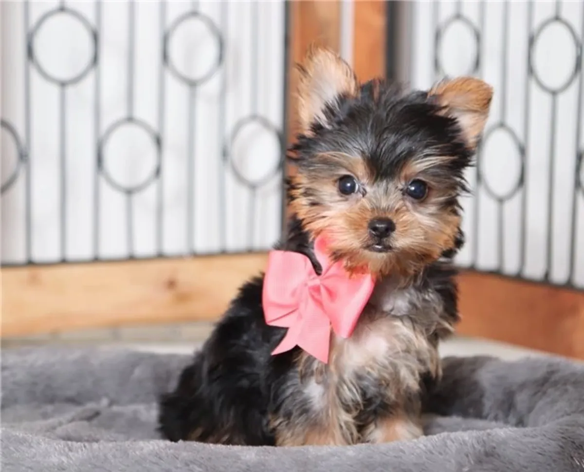 Encantadores cachorros Yorkie: machos y hembras disponibles