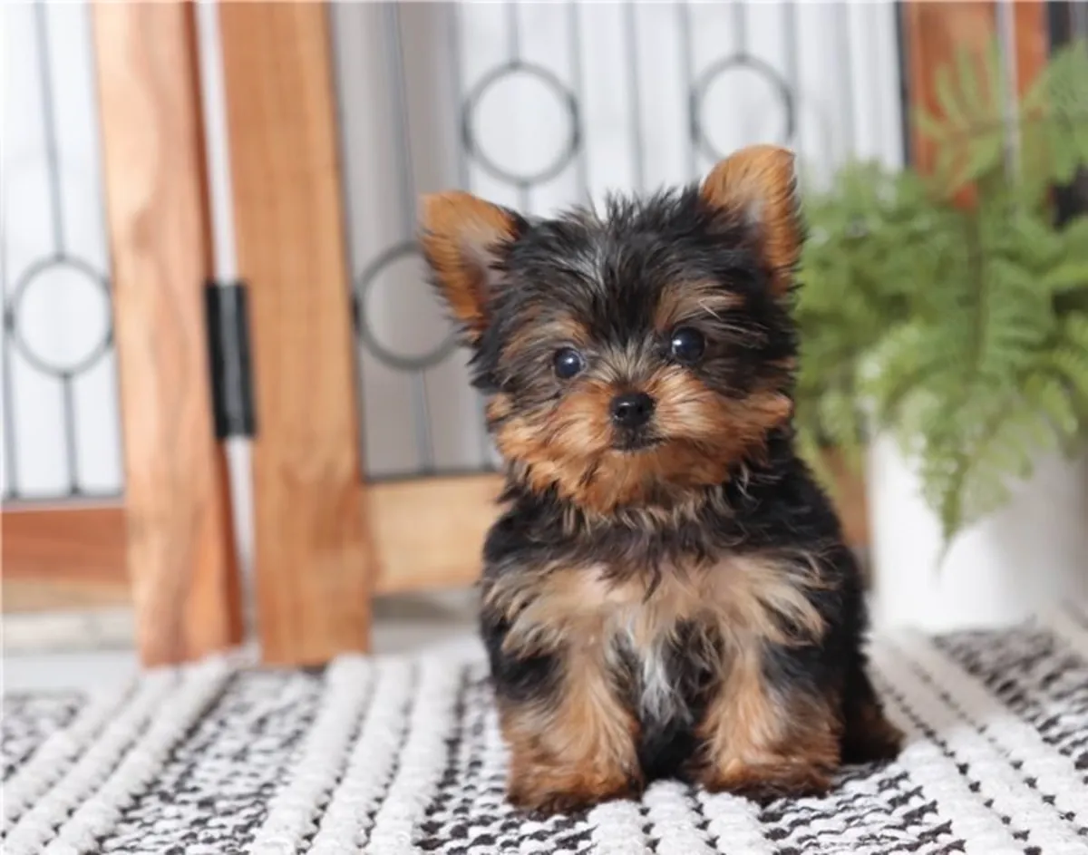 Chiots Yorkie disponibles : Mâles et Femelles