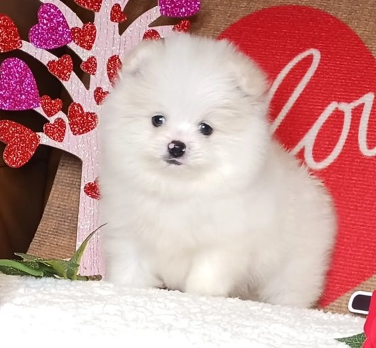 Preciosos cachorros de Pomerania buscan hogares amorosos