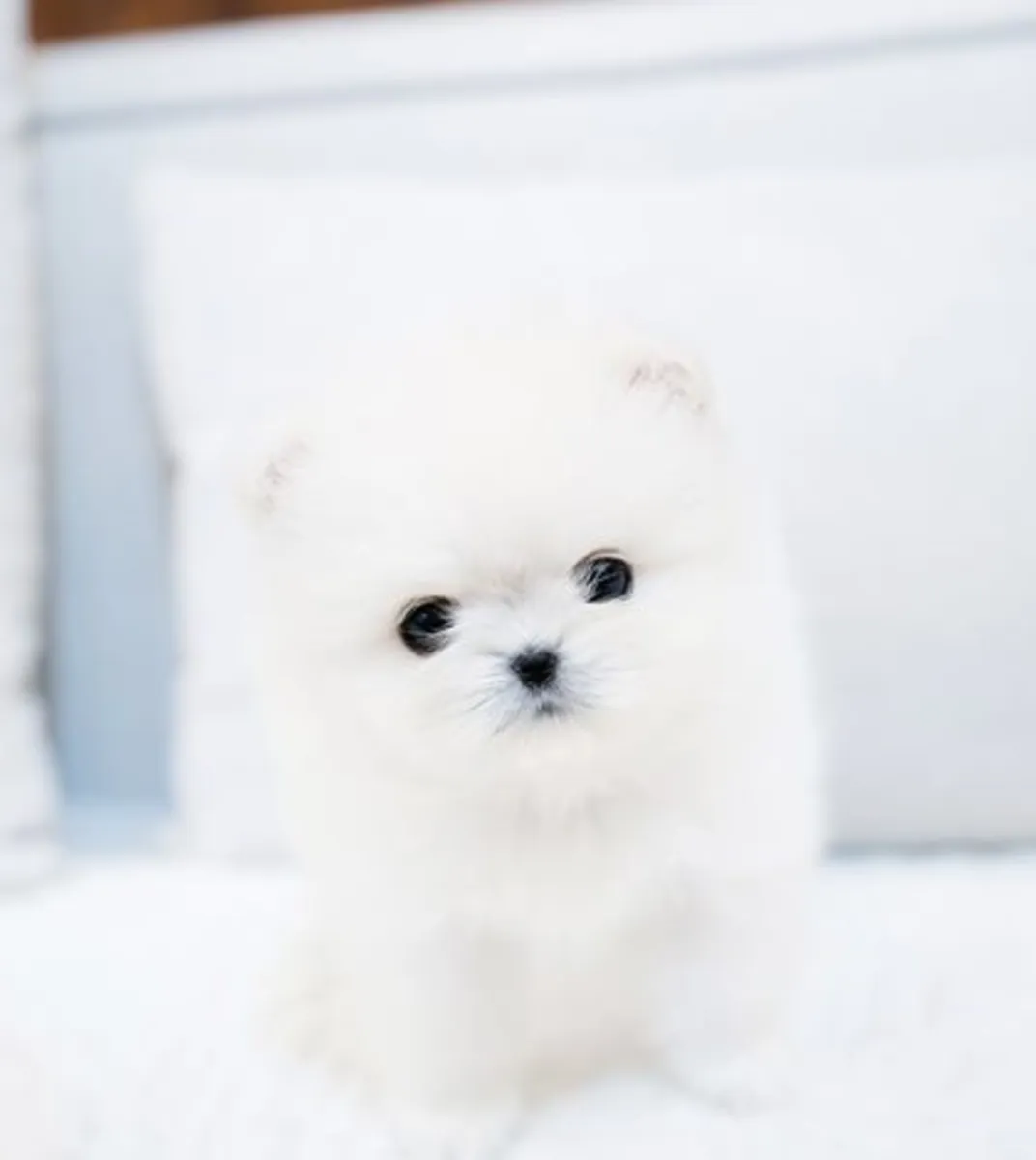 Adorables chiots Pomeranian : mâles et femelles disponibles