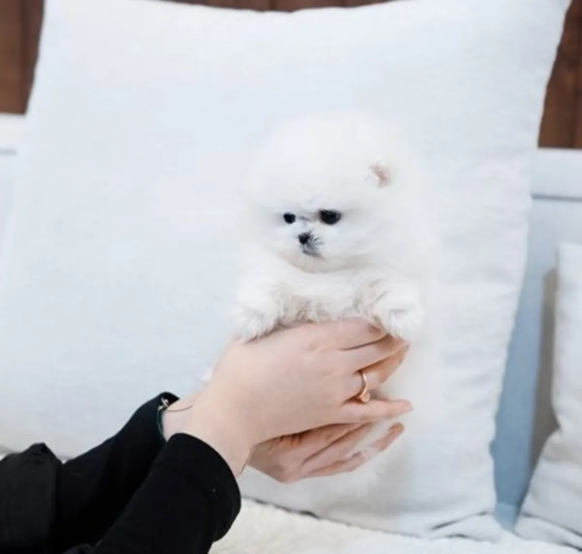 Preciosos cachorros de Pomerania buscan hogares amorosos