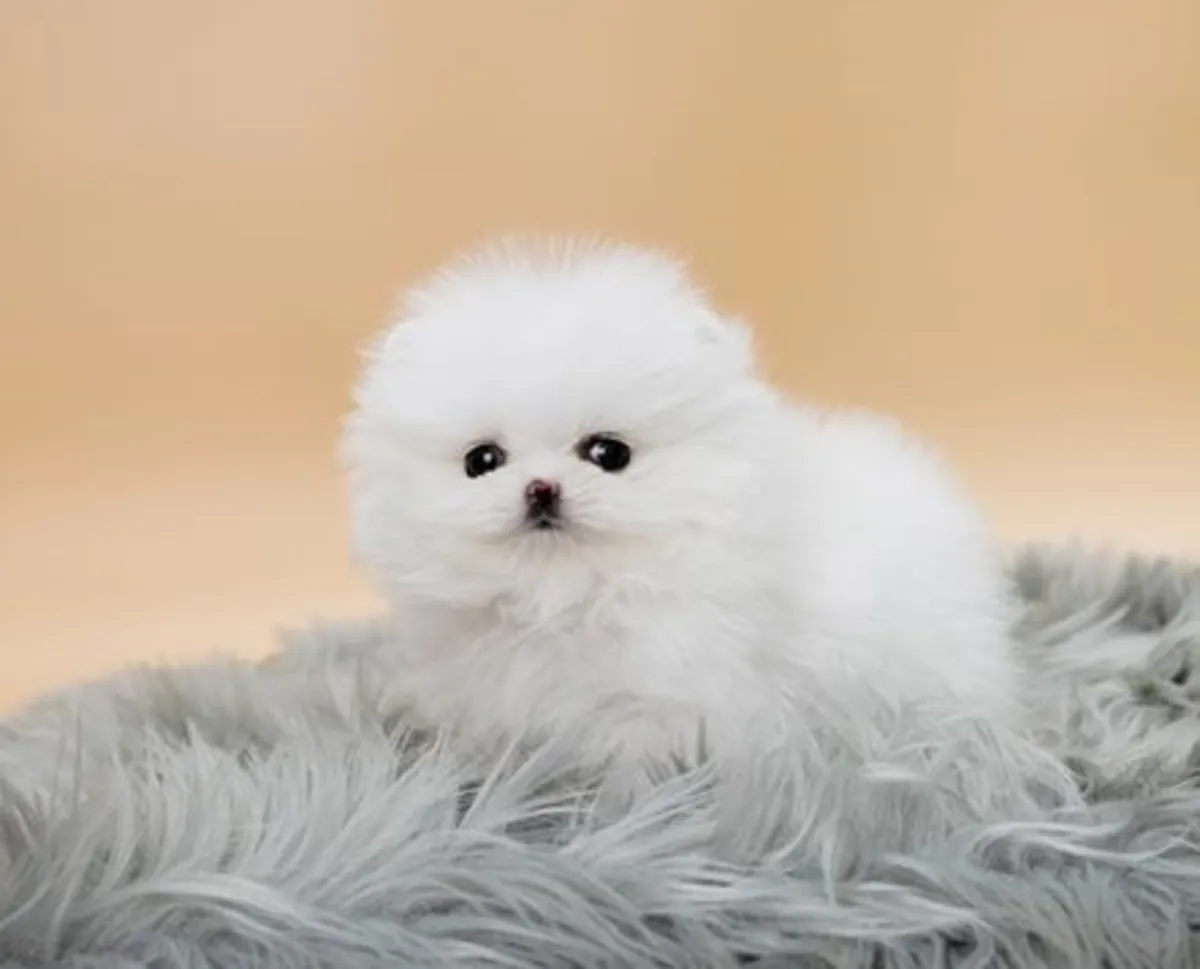 Dulces cachorros de Pomerania: buscan hogares definitivos