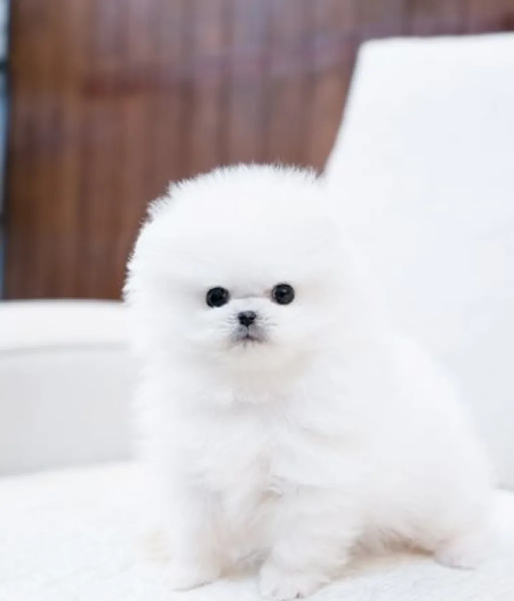 Chiots Pomeraniens charmants : mâles et femelles