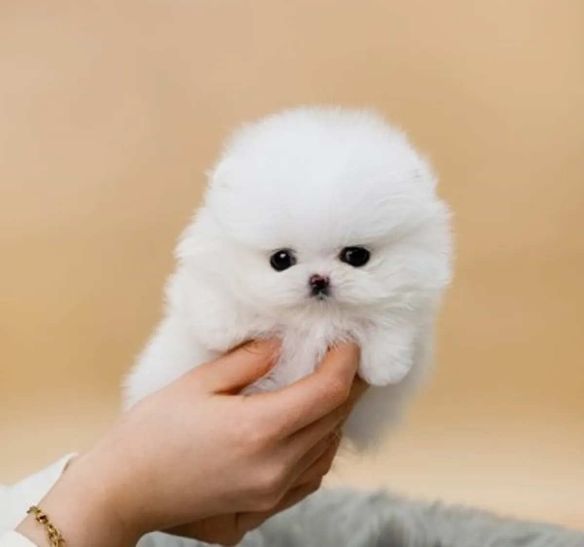 Lindos cachorros de Pomerania: encuentre a su nuevo compañero