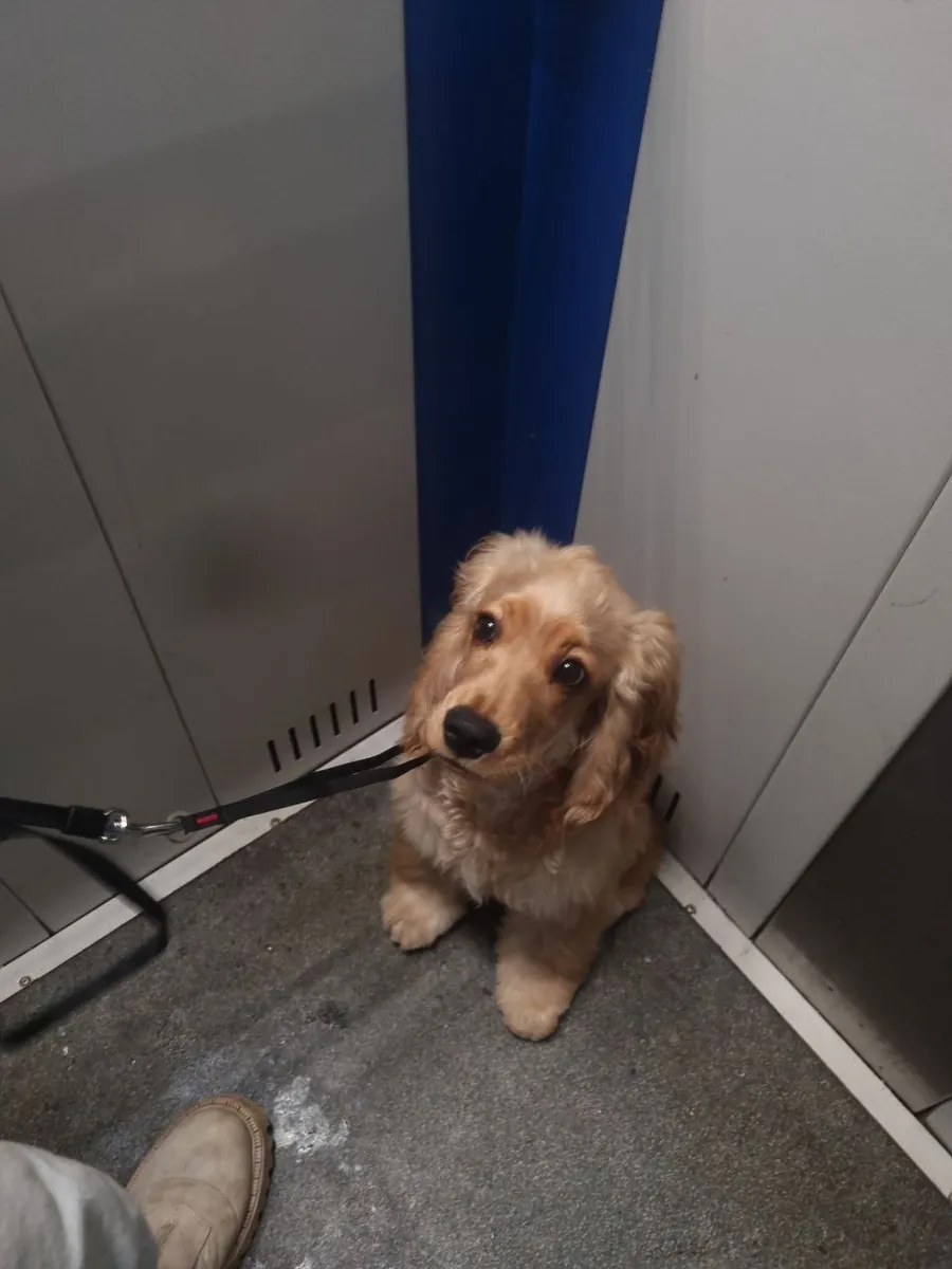 Cocker Spaniel