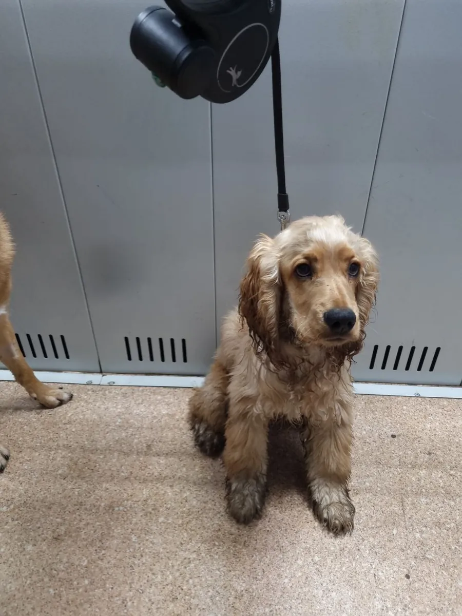 Cocker Spaniel