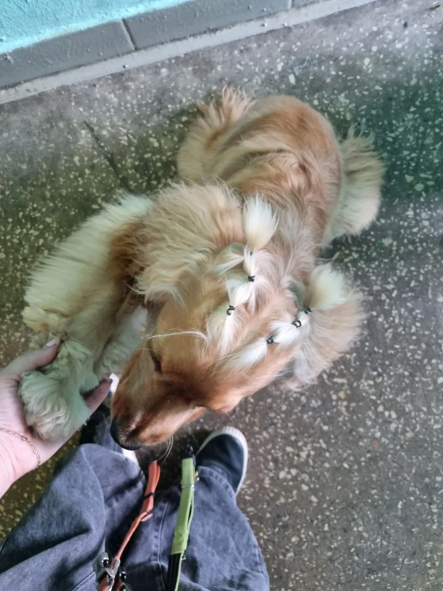 Cocker Spaniel