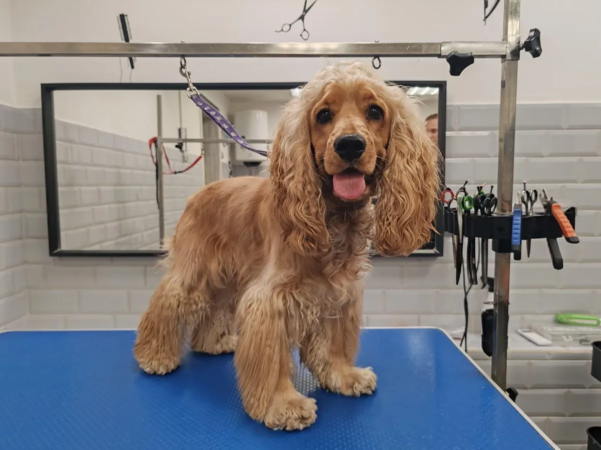 Cocker Spaniel