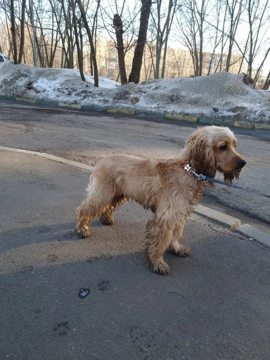 Cocker Spaniel