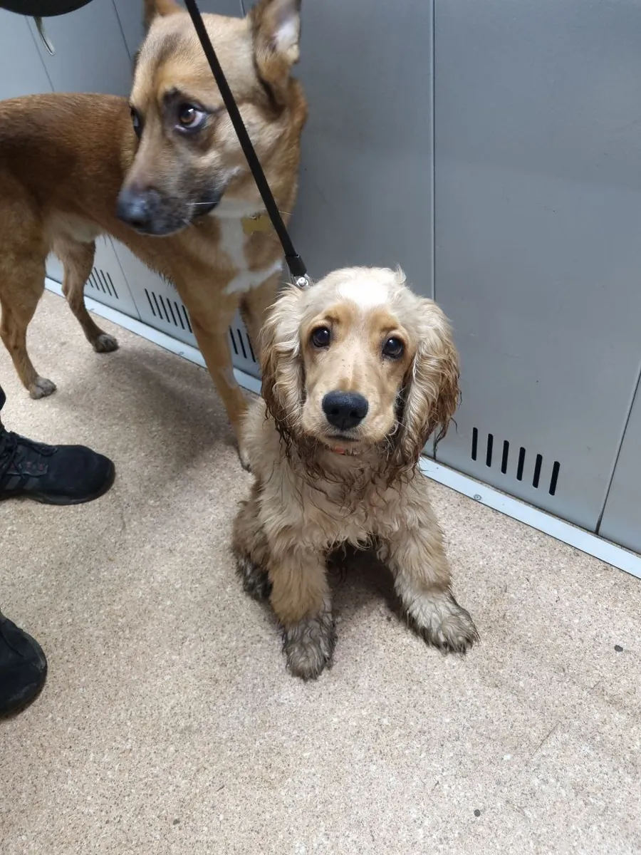 Cocker Spaniel