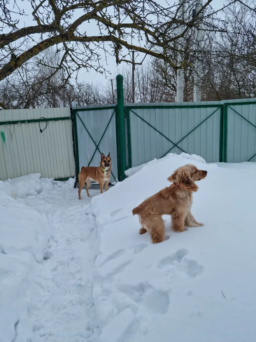 Cocker Spaniel