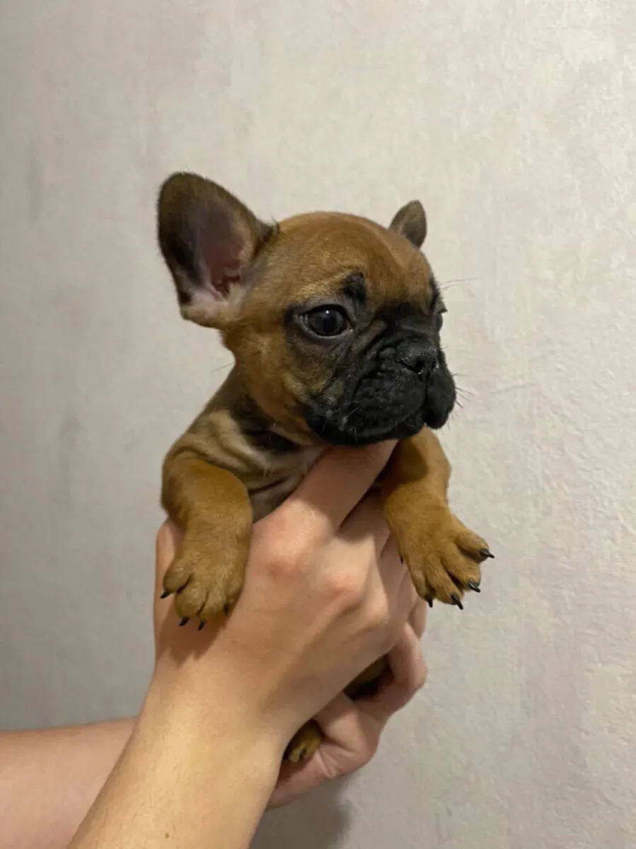 Bulldog Francés