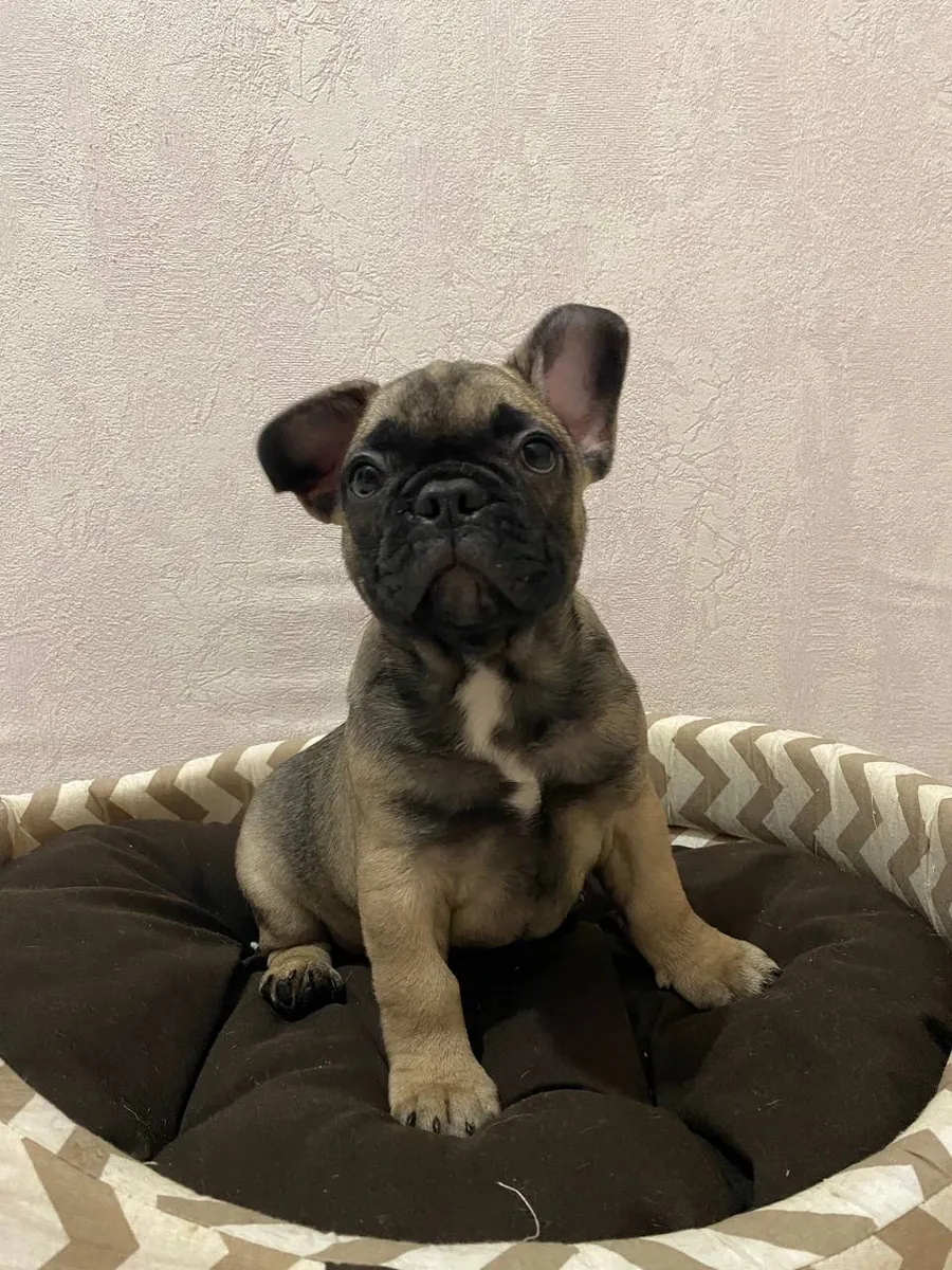 Bulldog Francés