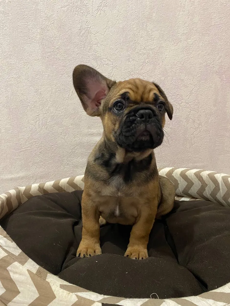 Bulldog Francés