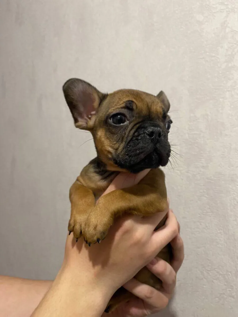 Bulldog Francés