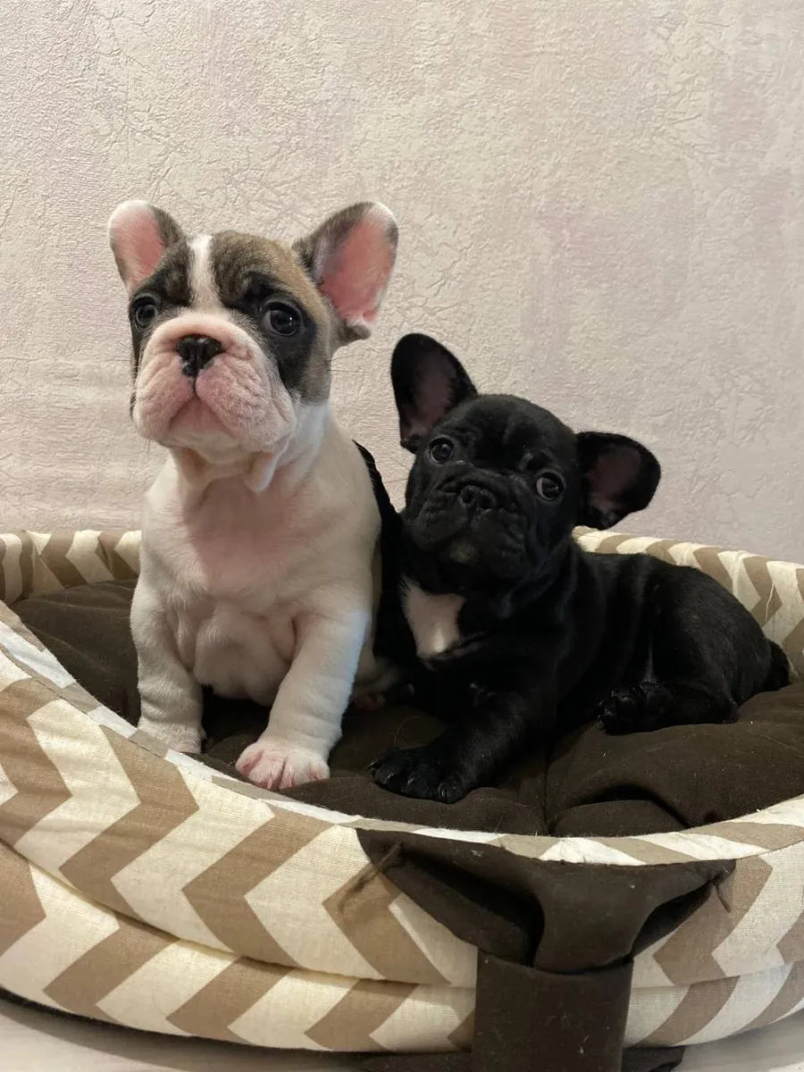 Bulldog Francés
