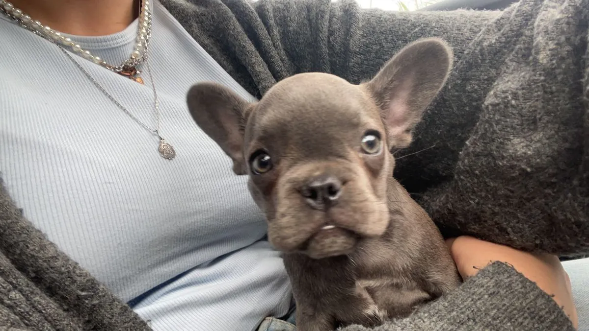 Bulldog Francés