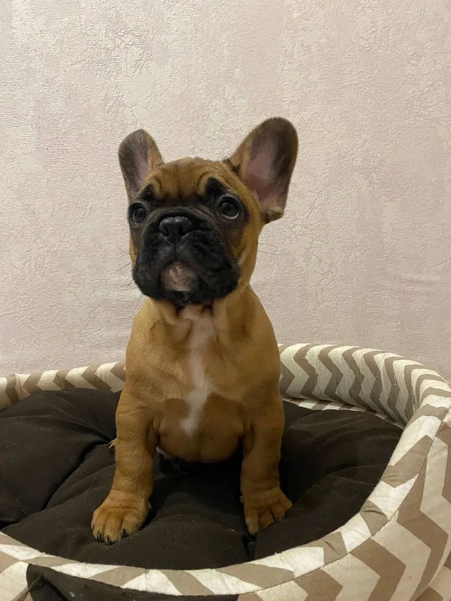Bulldog Francés