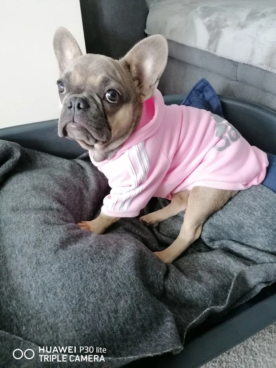 Bulldog Francés