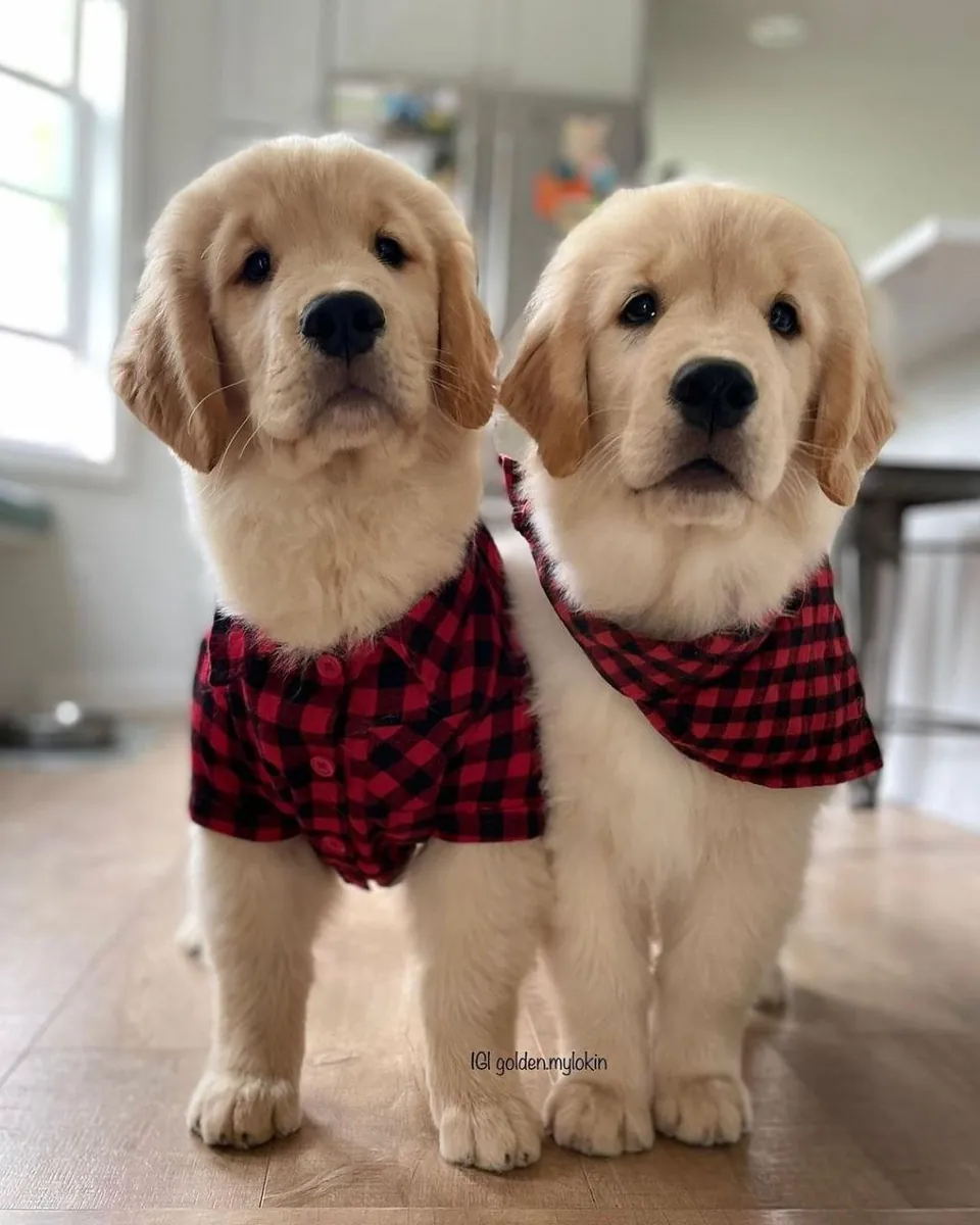 Золотистый ретривер