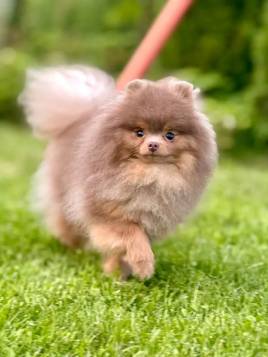 Pomeranian