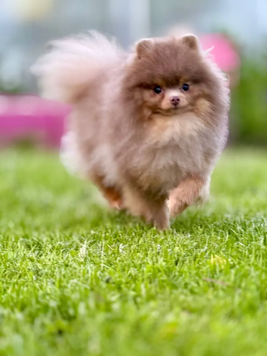 Pomeranian