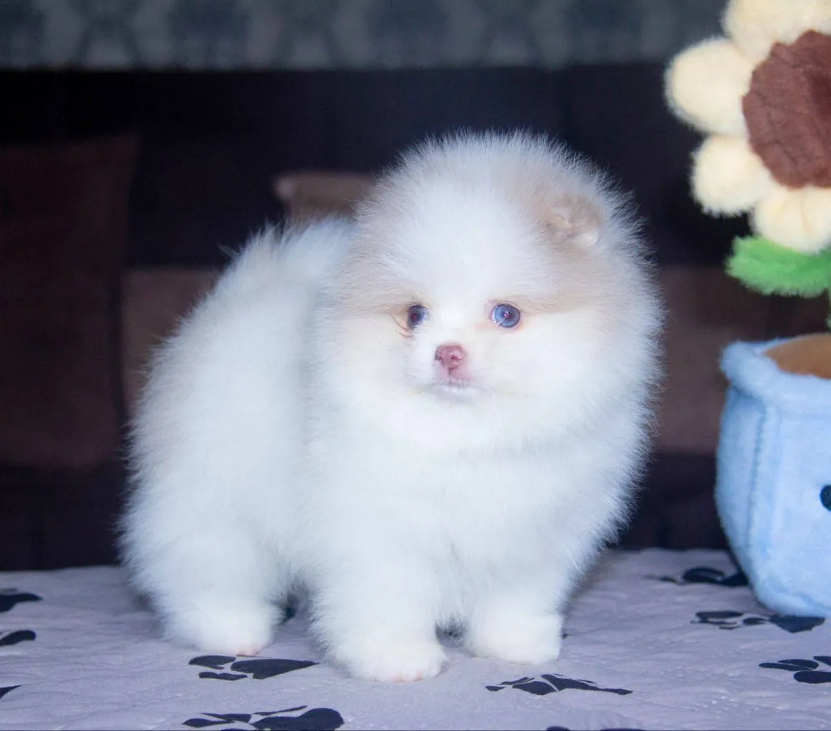 Pomeranian