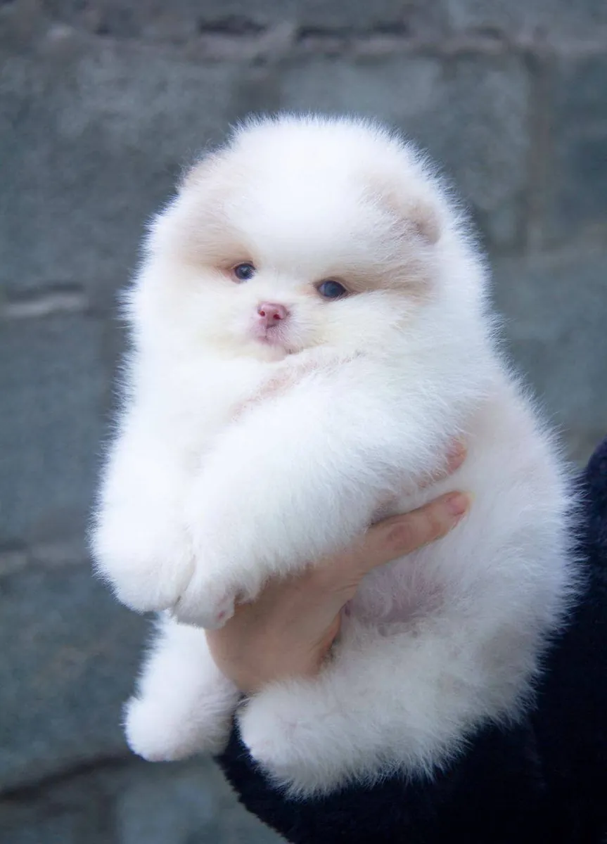 Pomeranian