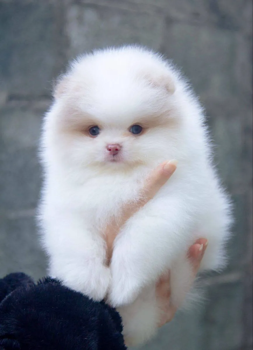 Pomeranian