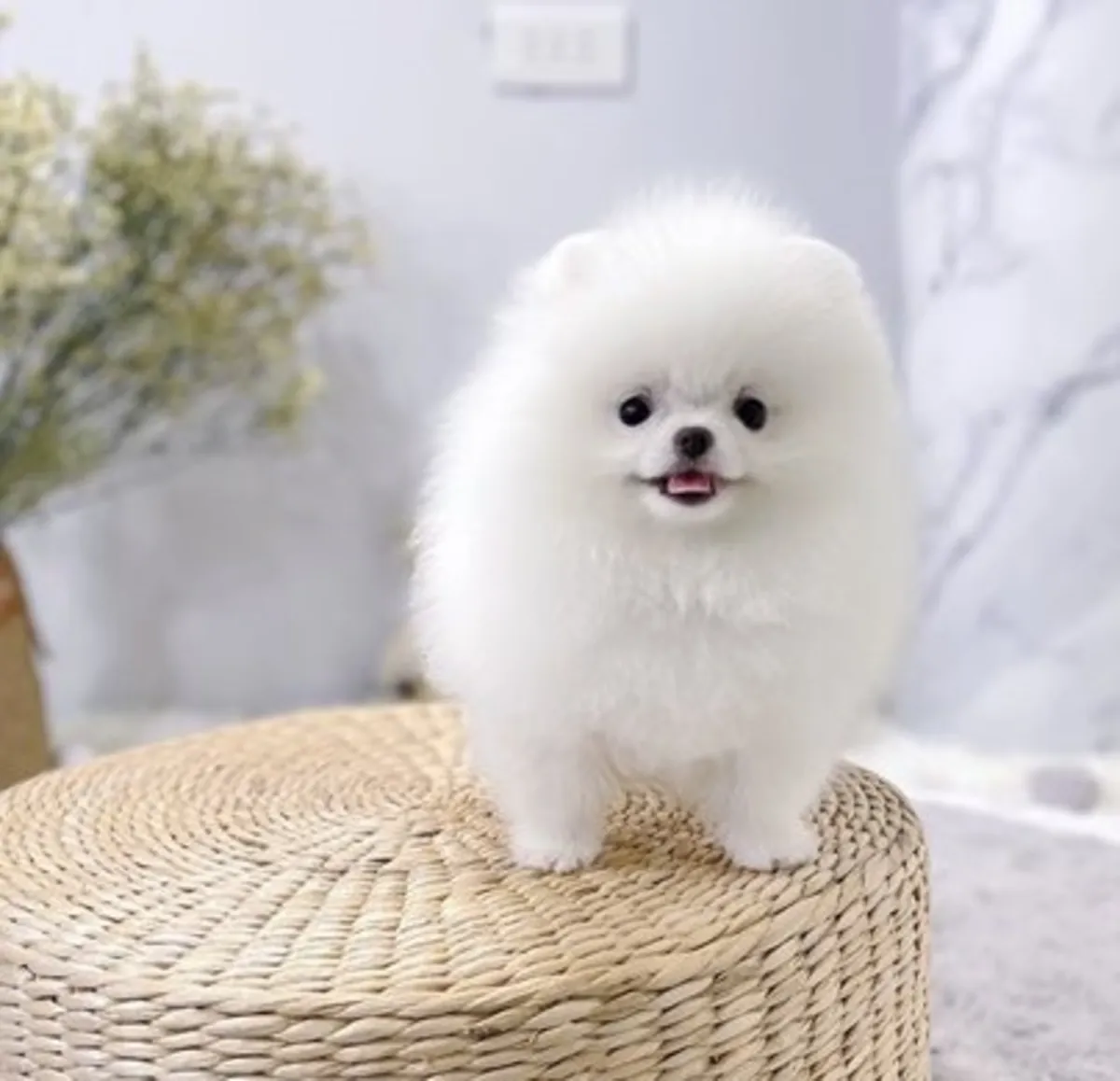 Adorables chiots Pomeranian : mâles et femelles disponibles
