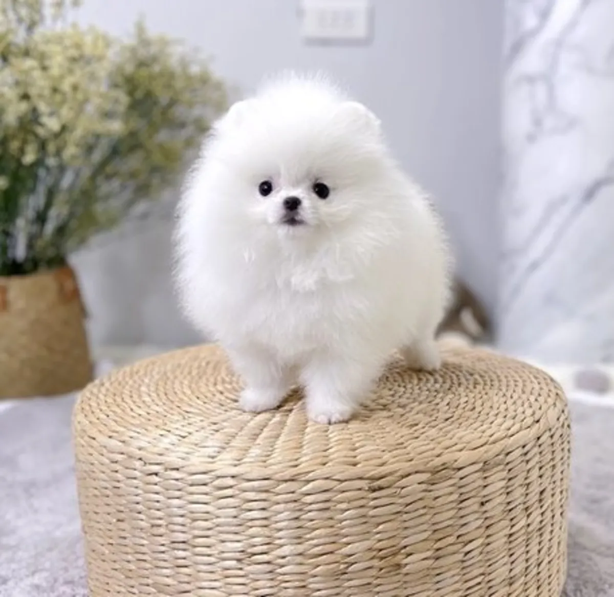 Encantadores cachorros de Pomerania disponibles (machos y hembras)