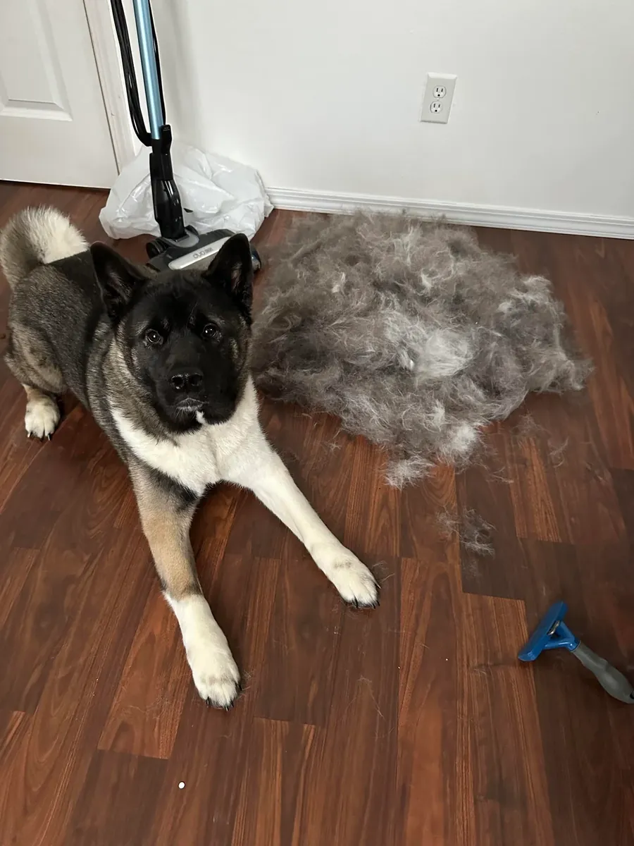 Akita calme à la maison