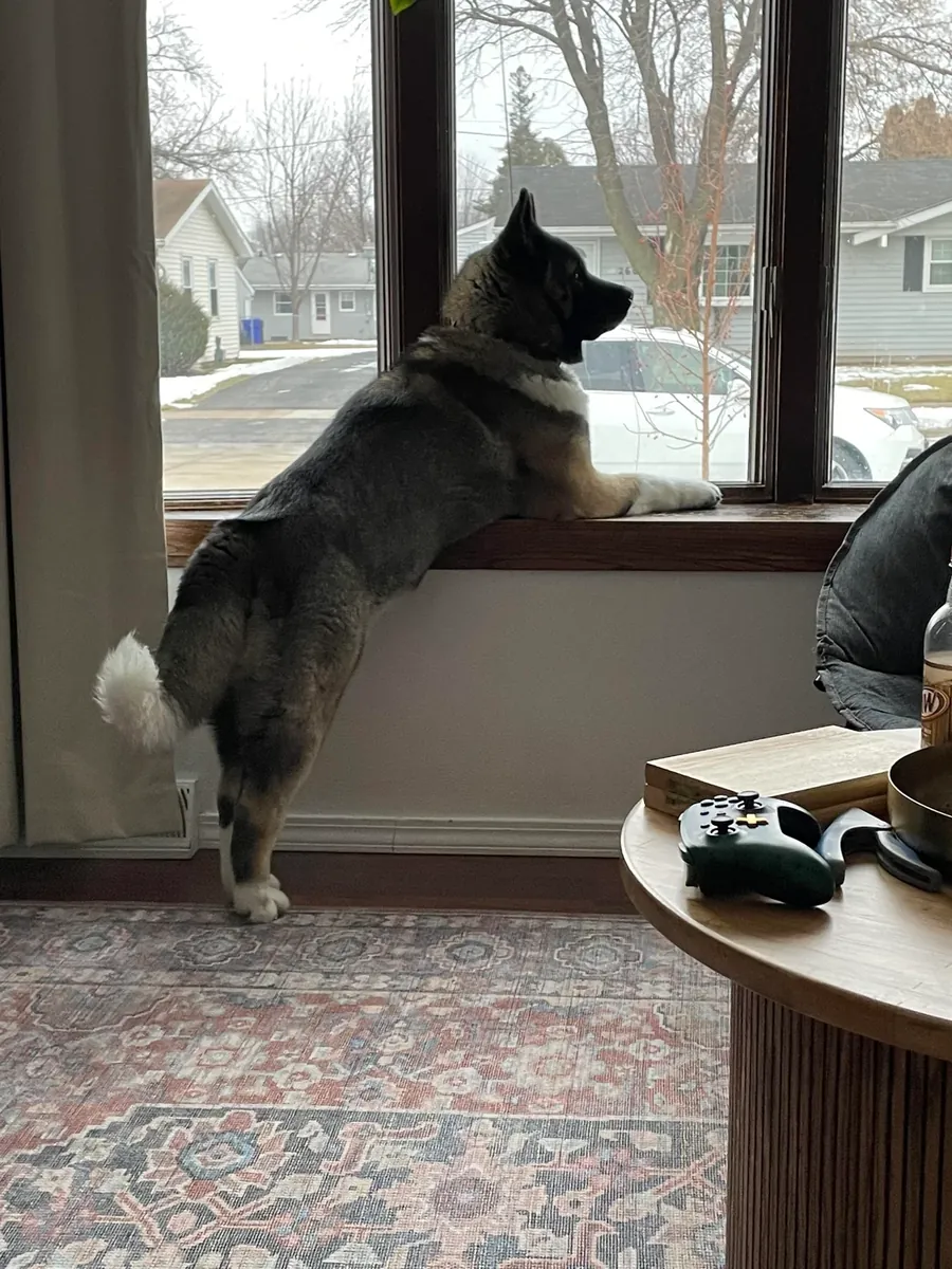 Akita calme à la maison