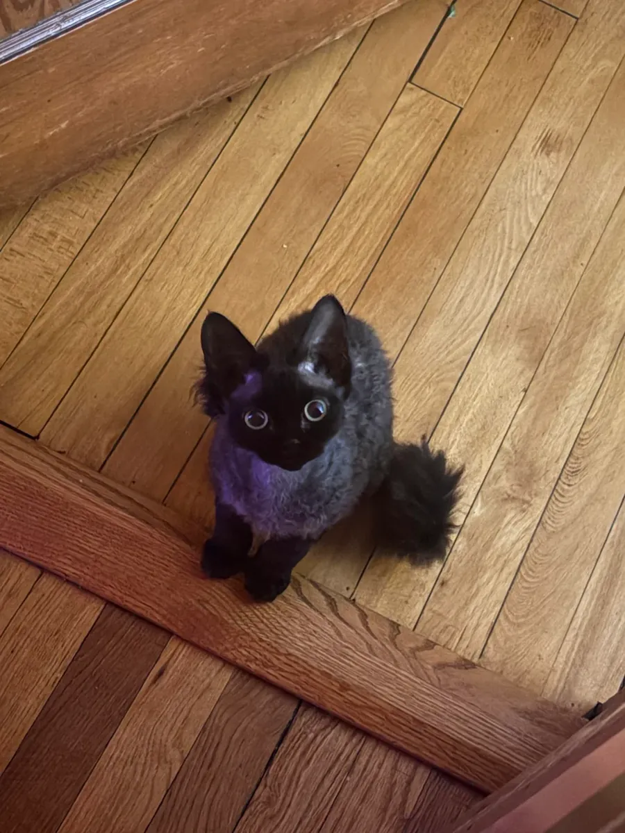 Chat Devon Rex, une forme assez rare