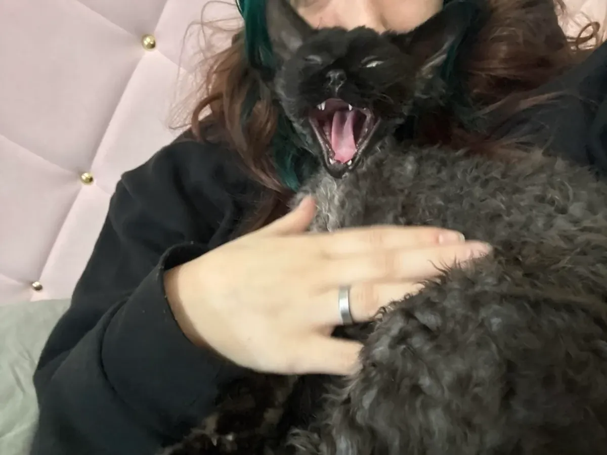 Chat Devon Rex, une forme assez rare