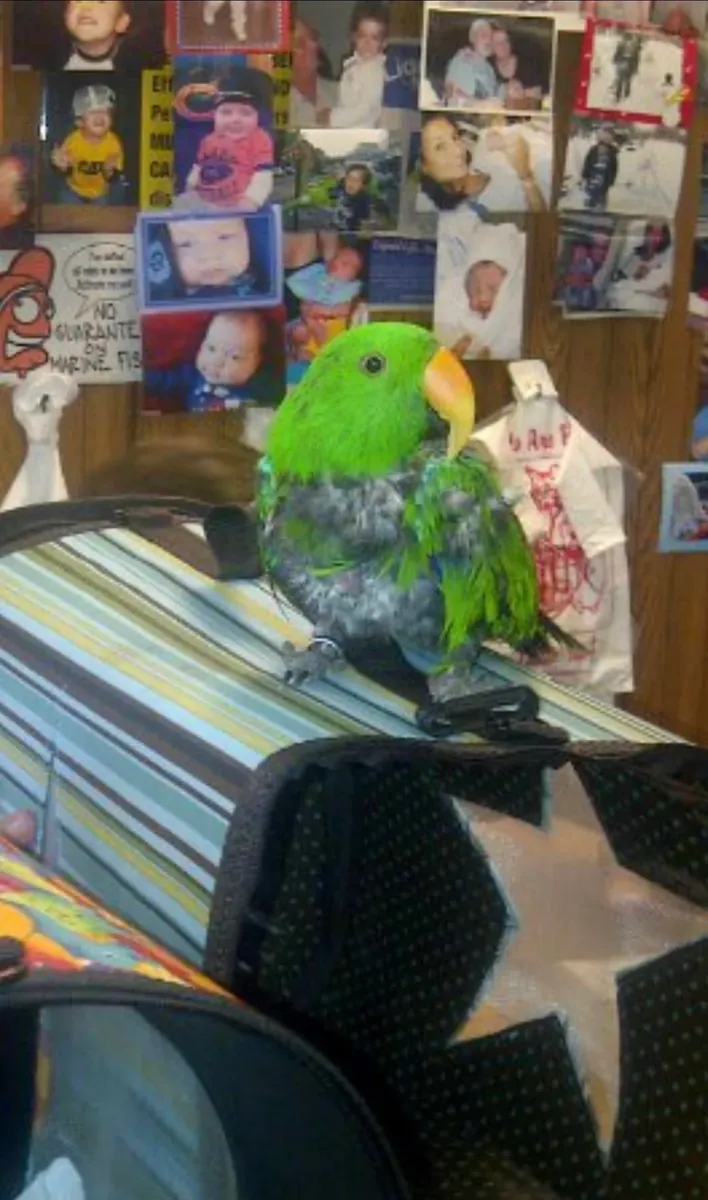 Perroquet Eclectus habitué à la maison