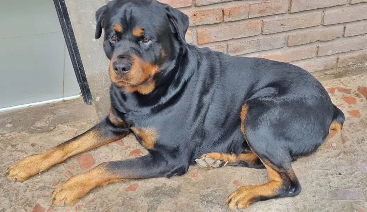 Serious but calm Rottweiler inside