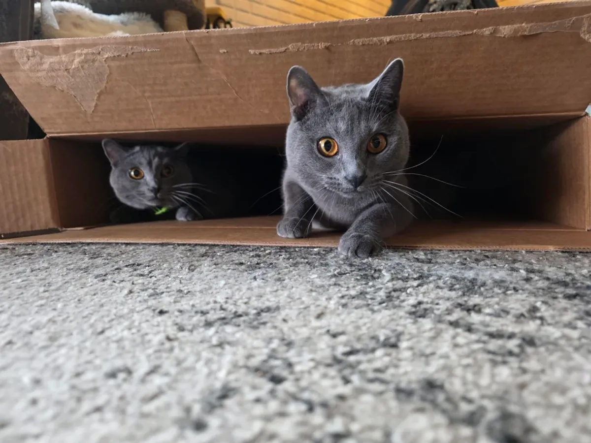 Chat Chartreux très calme