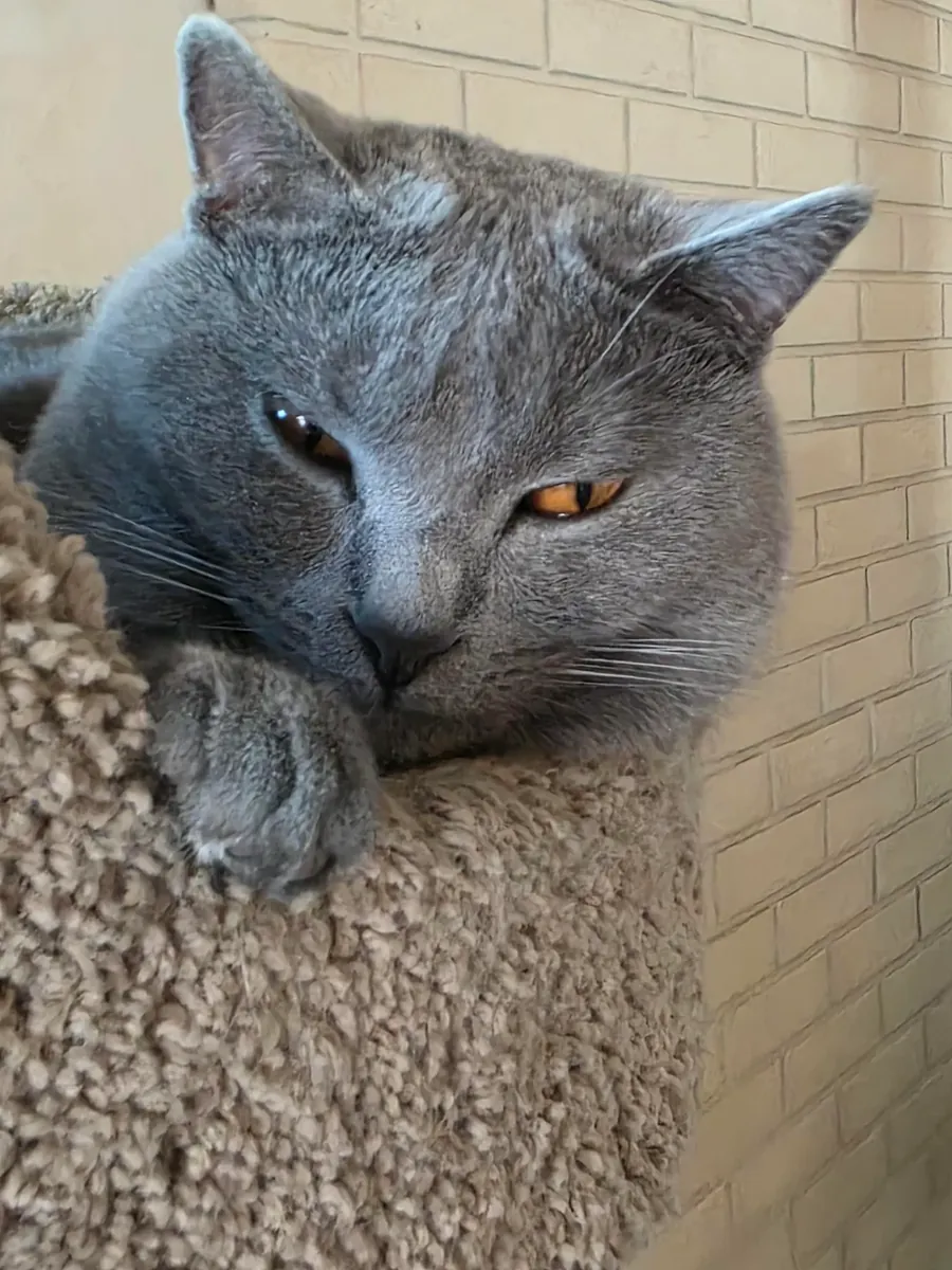 Chat Chartreux très calme