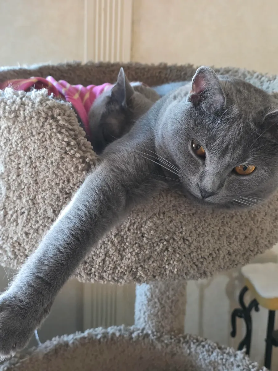Chat Chartreux très calme
