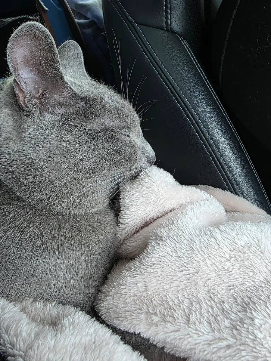 Chat Chartreux très calme