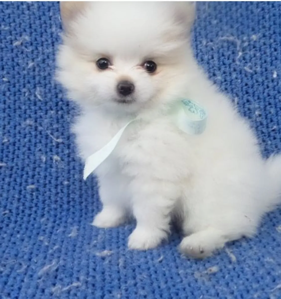 Juguetones cachorros de Pomerania disponibles para familias amorosas