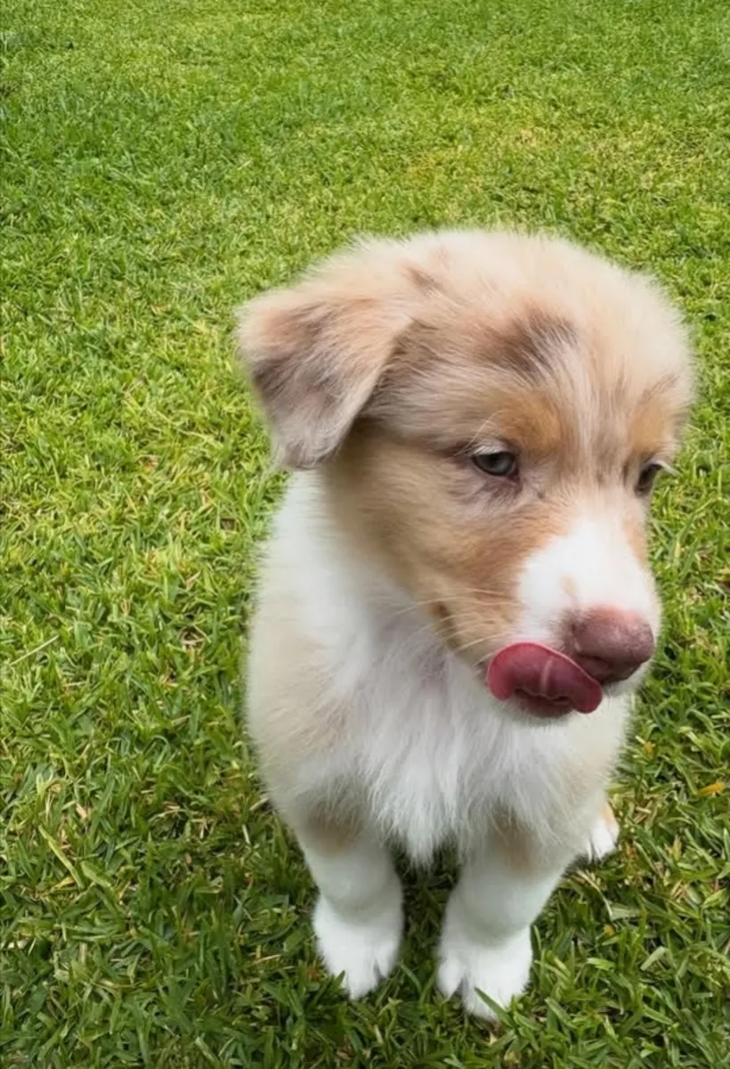 Amazing Australian shepherd 