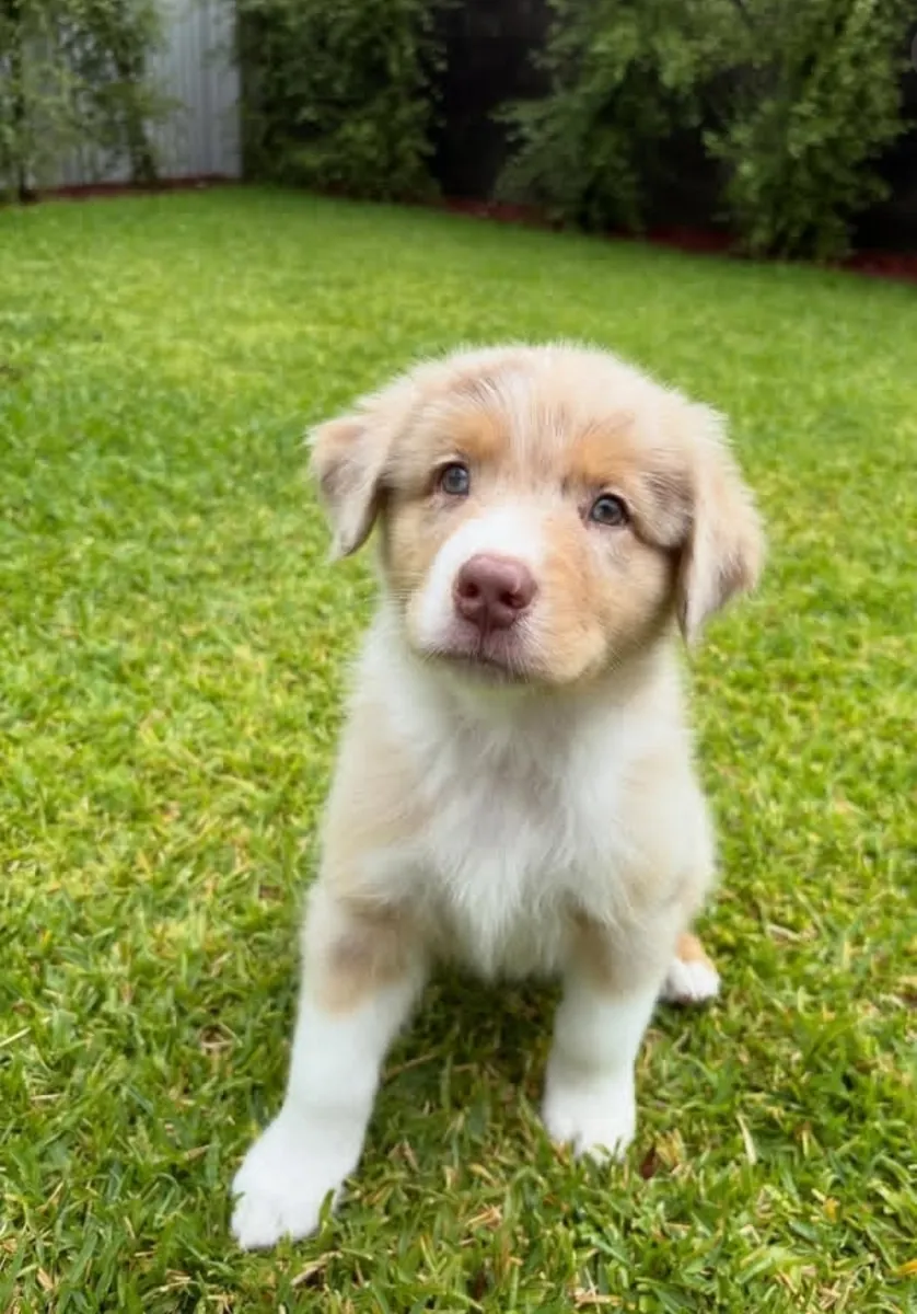 Amazing Australian shepherd 