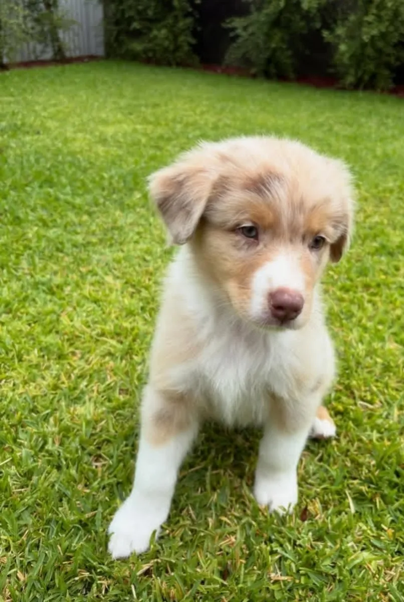 Amazing Australian shepherd 
